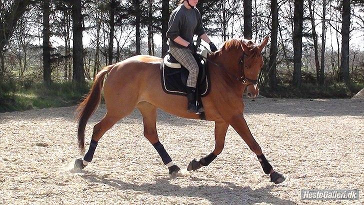 Dansk Varmblod Massimo billede 10