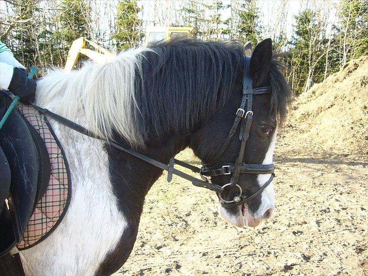 Anden særlig race Musse<33 solgt:'( *du vil altid være i mit hjerte* billede 3