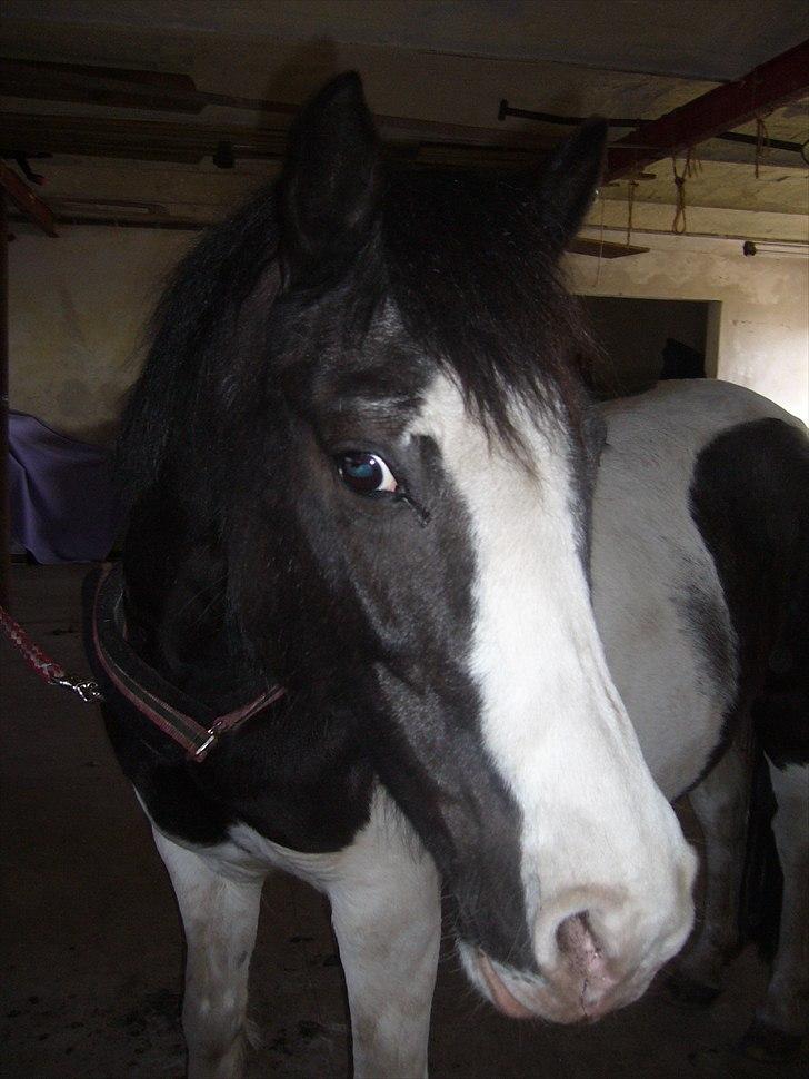 Anden særlig race Musse<33 solgt:'( *du vil altid være i mit hjerte* billede 16