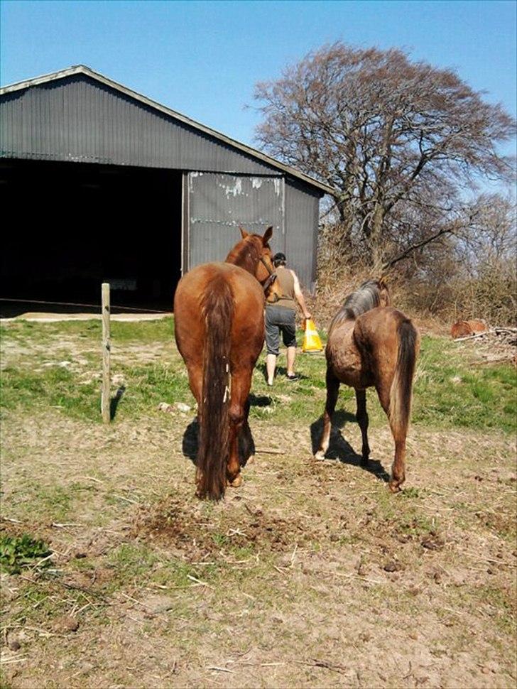 Anden særlig race Nikita - nr.8 billede 6