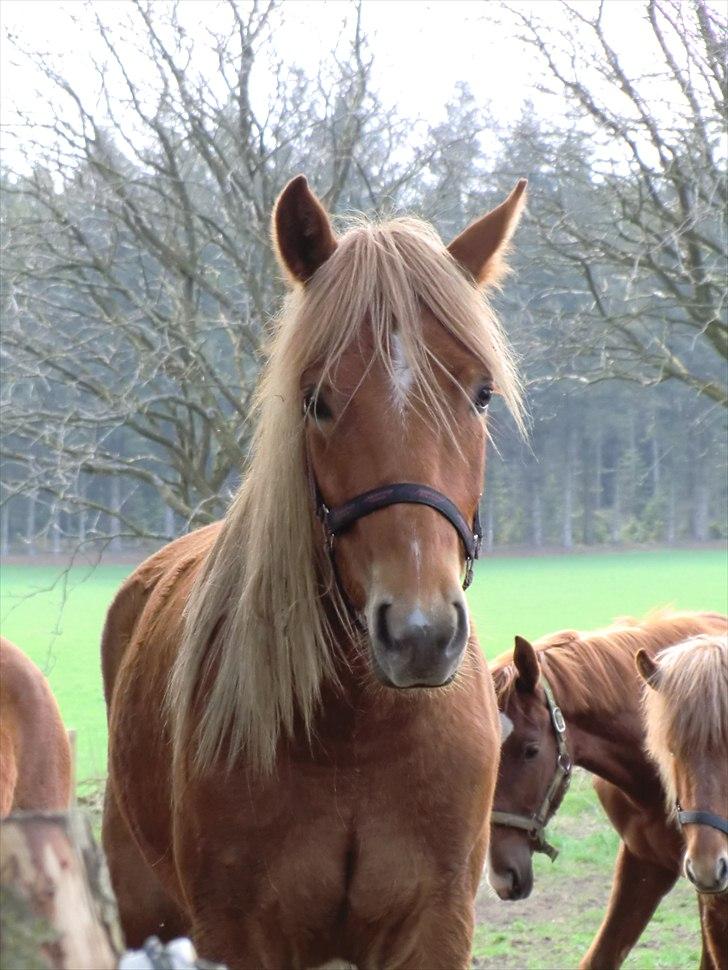 New Forest elmehøjs pegasus billede 6