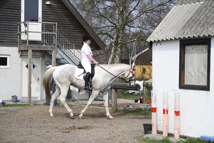 Anden særlig race JUNIQUE - 18) Efter stævne 21.04.2011 <3 Dejlig rolig (og dygtig) hest :-D Foto: Meta (eller Fie) billede 18