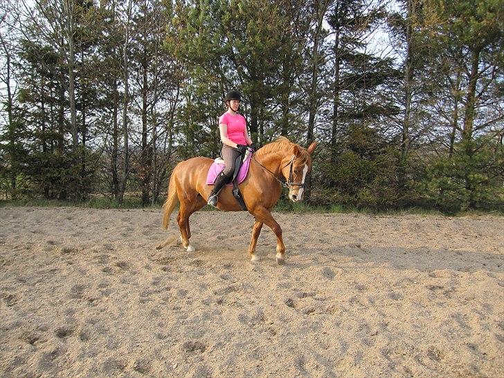 Frederiksborg Kandis  billede 6