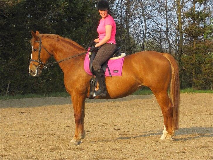 Frederiksborg Kandis  billede 7