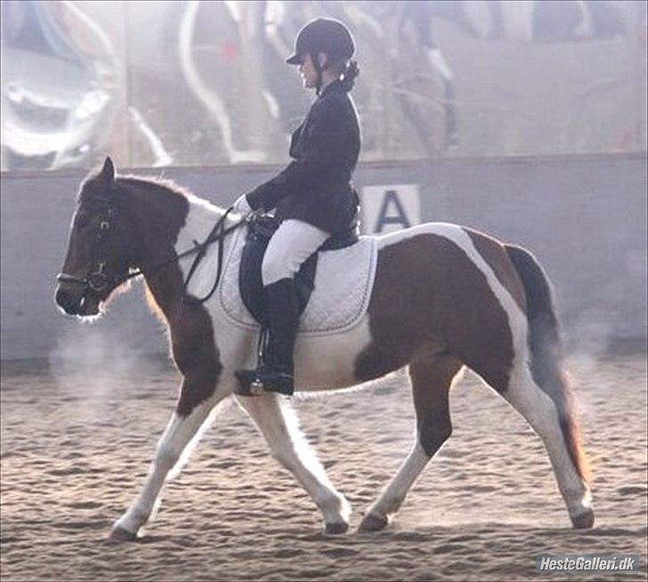 Pinto Mille - Til stævne for første gang:) Godt nok en LD1 men jeg vandt da med 68% :) billede 17
