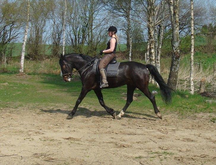 Anden særlig race Tia R:I:P - Træning 2. gang jeg rider dressur den 21 april billede 1