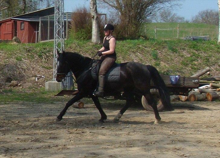 Anden særlig race Tia R:I:P - Træning 2. gang jeg rider dressur den 21 april billede 2