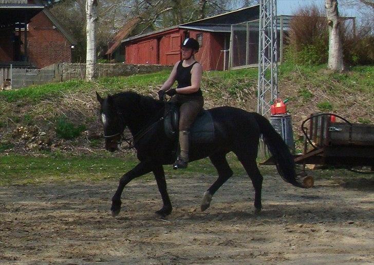 Anden særlig race Tia R:I:P - Træning 2. gang jeg rider dressur den 21 april billede 3