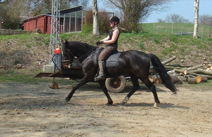 Anden særlig race Tia R:I:P - Træning 2. gang jeg rider dressur den 21 april billede 4