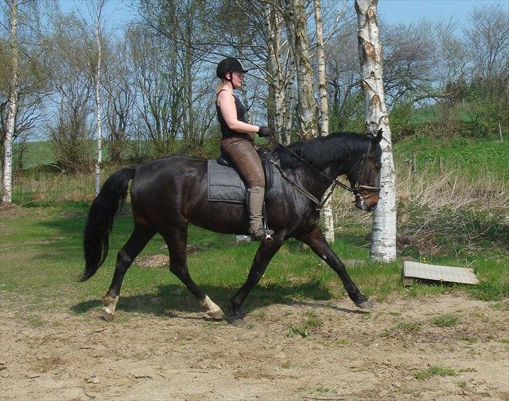 Anden særlig race Tia R:I:P - Træning 2. gang jeg rider dressur den 21 april billede 5