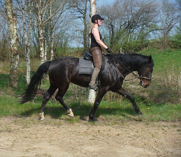 Anden særlig race Tia R:I:P - Træning 2. gang jeg rider dressur den 21 april. Så traver vi af ;-) billede 6