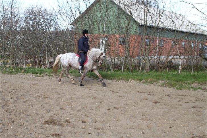 Anden særlig race Naira Uniqe solgt billede 14