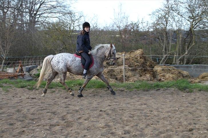 Anden særlig race Naira Uniqe solgt billede 15