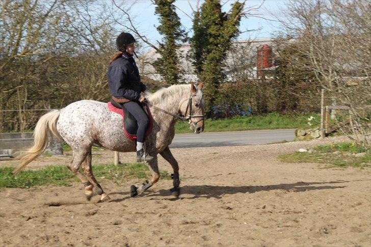 Anden særlig race Naira Uniqe solgt billede 16
