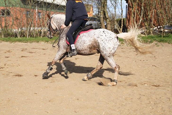 Anden særlig race Naira Uniqe solgt billede 17