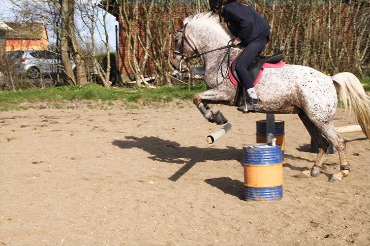 Anden særlig race Naira Uniqe solgt billede 19