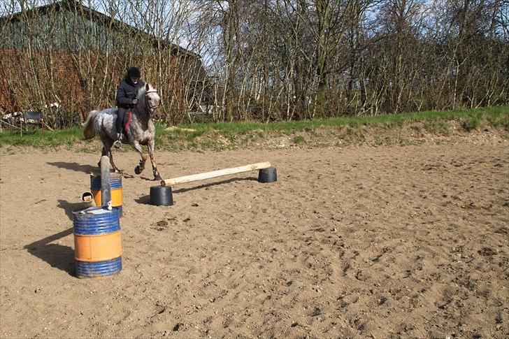 Anden særlig race Naira Uniqe solgt billede 20