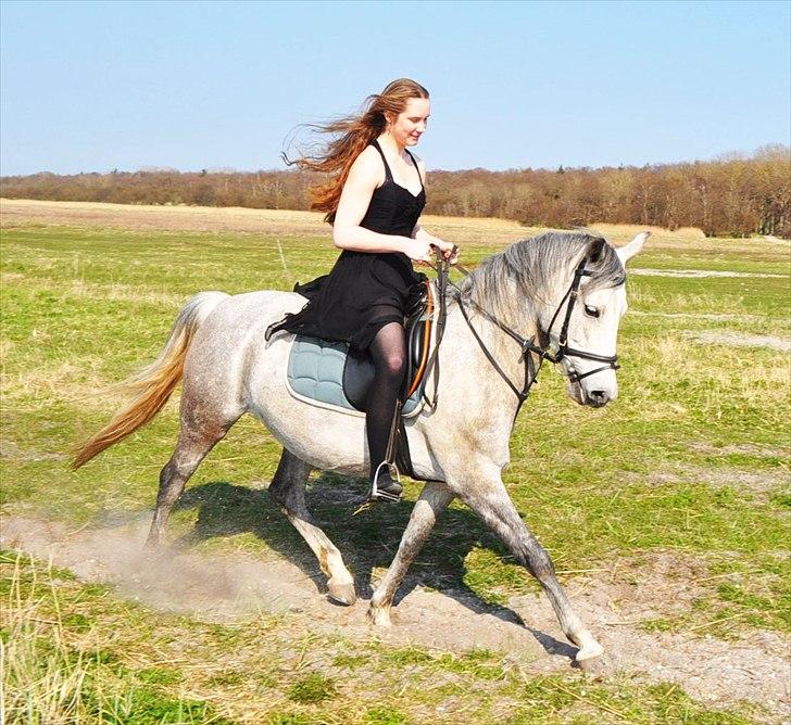 Anden særlig race Frida - Trave trave, endelig fremad :D billede 4