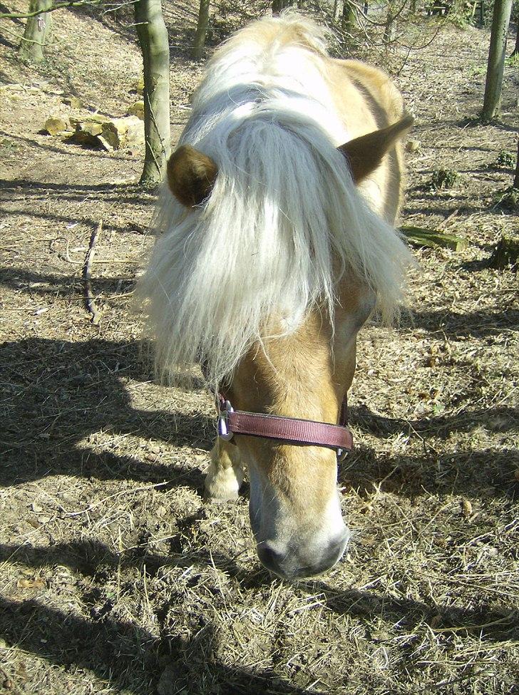 Haflinger Veronica-leveret tilbage - 11. Ronika lige før middagsmaden billede 12