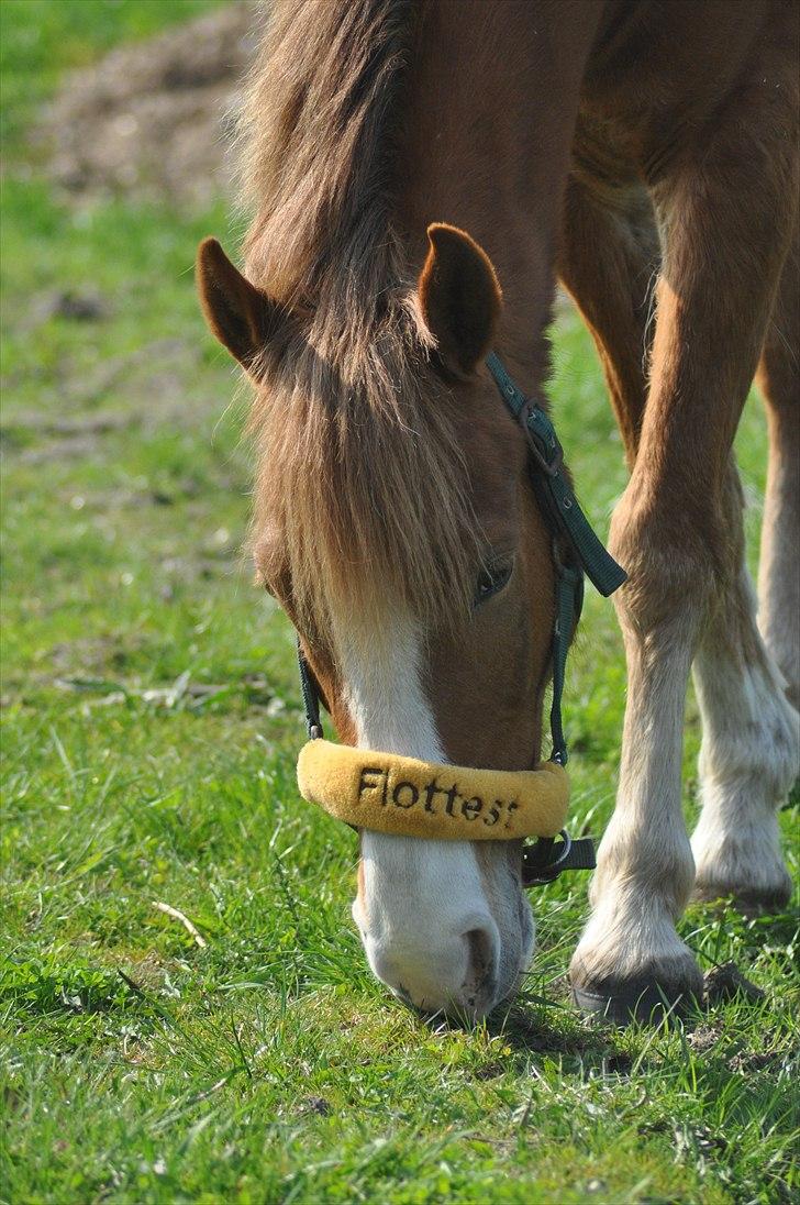 New Forest EgHolms Malou <3<3 billede 2