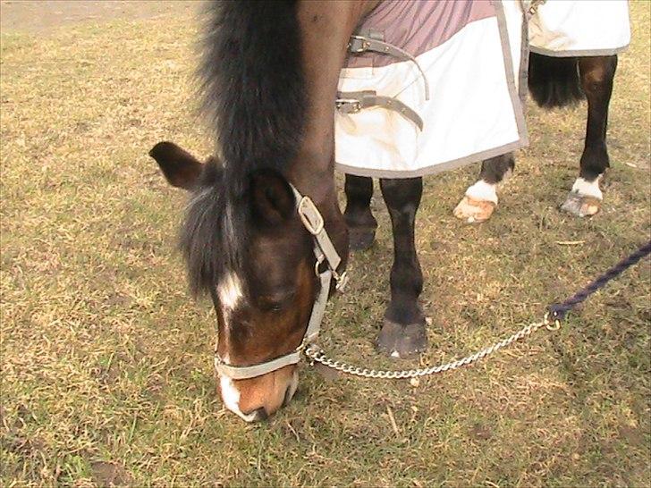 Anden særlig race Lauritz - guf guf!!! billede 7