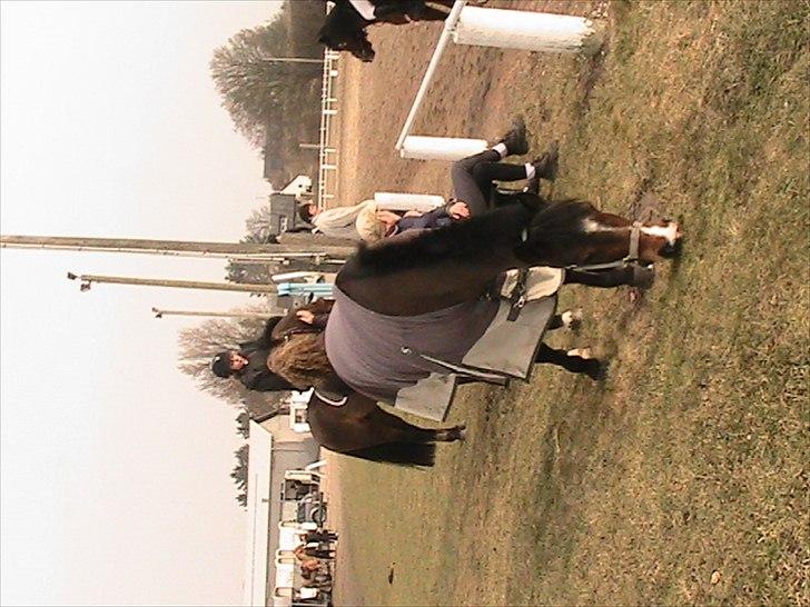 Anden særlig race Lauritz - lidt hygge billede 12