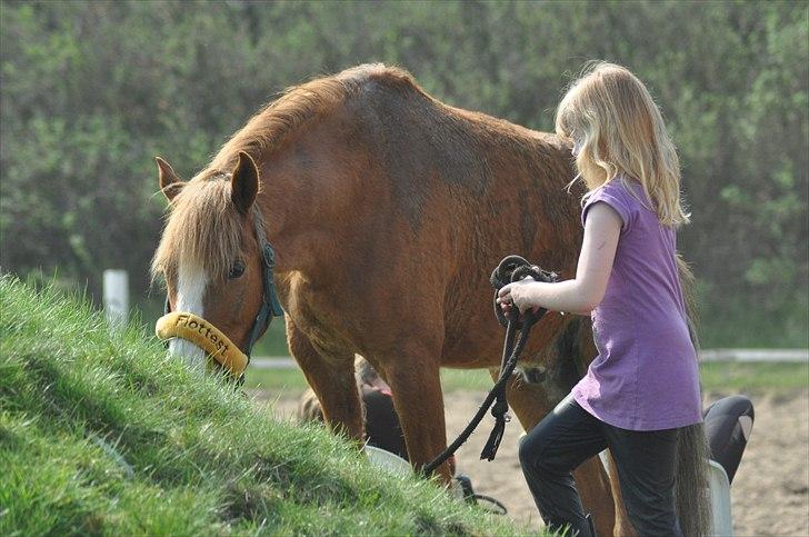 New Forest EgHolms Malou <3<3 - vi hygger. jhan er så sød og nem at trække med billede 5