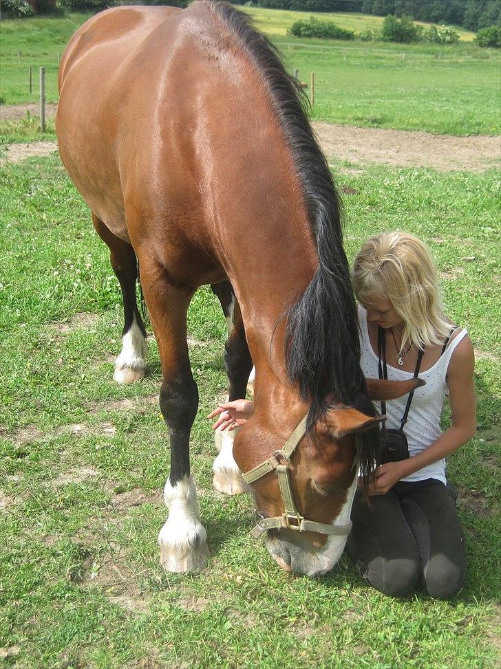 Welsh Cob (sec D) Merlyn Desert Pearl R.I.P  - ude i mængden kunne jeg høre folk snakke om os. men når du holder om mig glemmer jeg det hele.. <3 billede 19