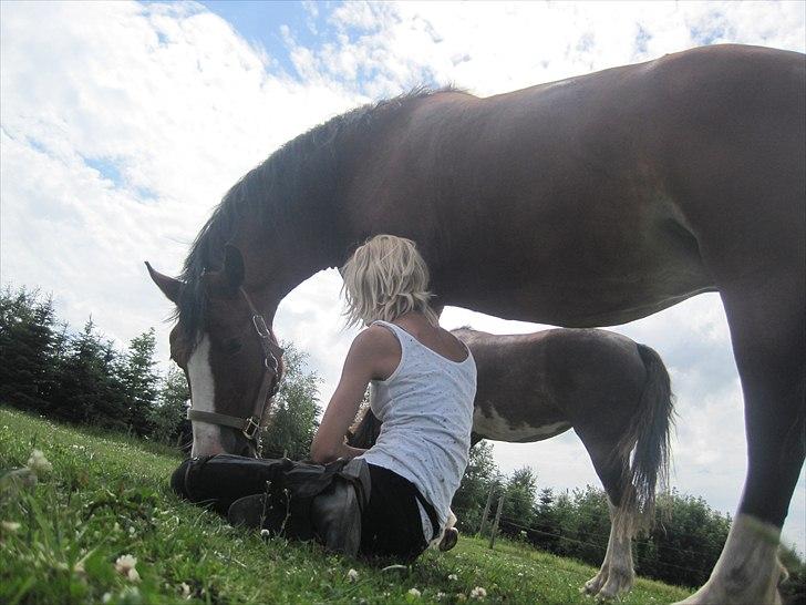 Welsh Cob (sec D) Merlyn Desert Pearl R.I.P  - jeg elsker dig til evig tid <3  billede 20