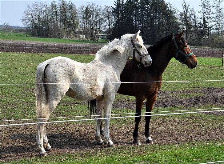 Frederiksborg Theis Toftedal billede 9