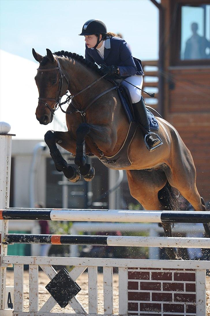 Svensk Varmblod - Lord Nelson (SWB) - Toscana tour CSI*** Arezzo 2011 billede 4
