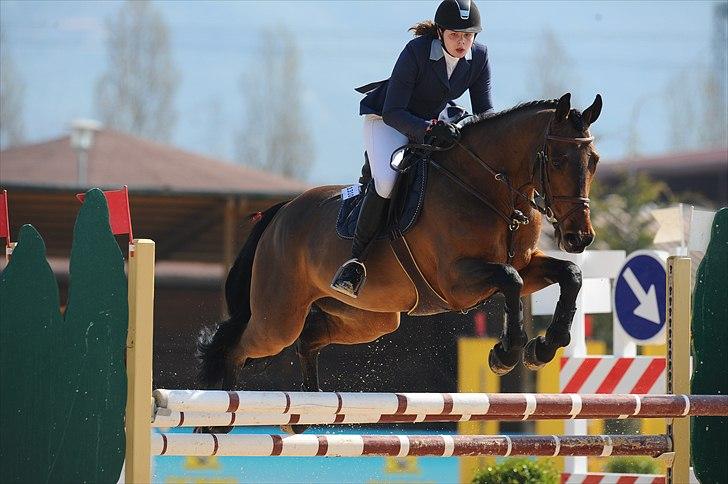 Svensk Varmblod - Lord Nelson (SWB) - Toscana tour CSI*** Arezzo 2011 billede 5