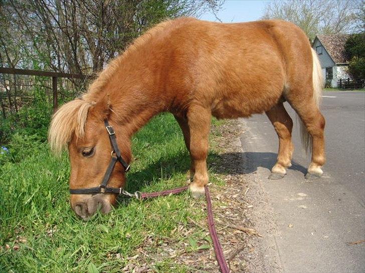 Miniature Minimøjsen Minor <33 - MAAAAAAD!!! :D  billede 20