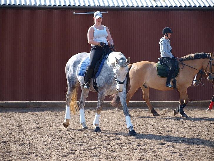 Dansk Varmblod dream star  - undervisning  billede 2