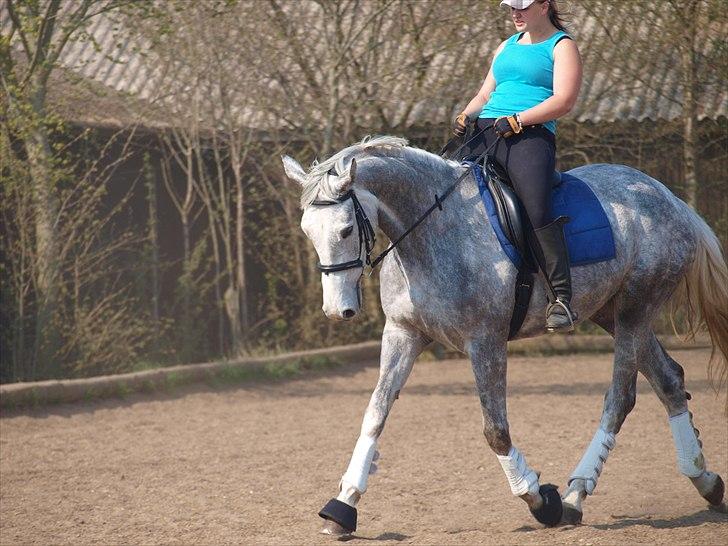 Dansk Varmblod dream star  - undervisning billede 4