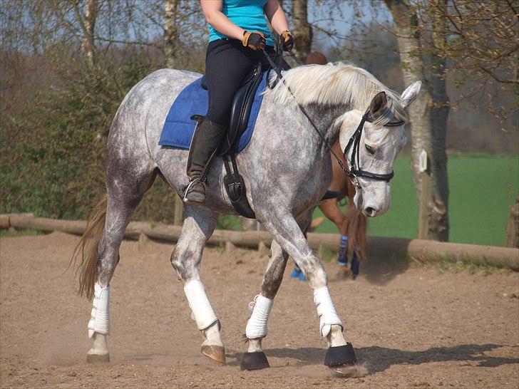 Dansk Varmblod dream star  - undervisning billede 5