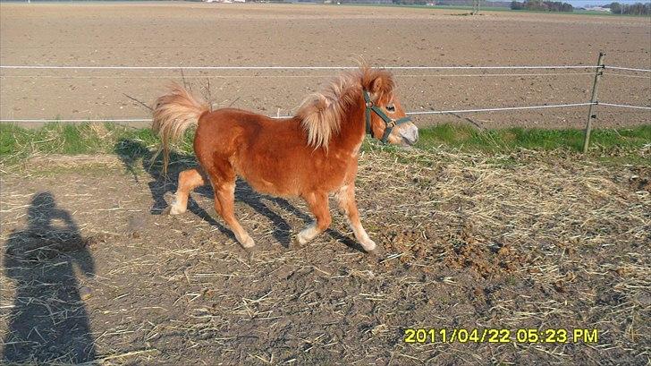 Shetlænder Fanta. billede 2