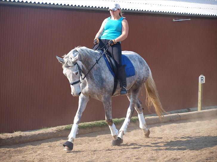 Dansk Varmblod dream star  - undervisning billede 6