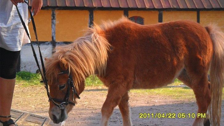 Shetlænder Fanta. billede 3