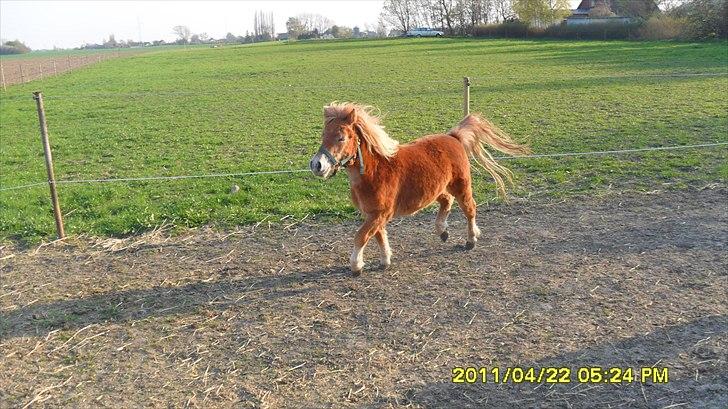 Shetlænder Fanta. billede 5