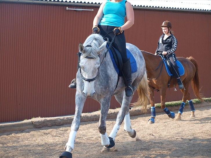 Dansk Varmblod dream star  billede 7