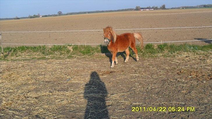 Shetlænder Fanta. billede 6