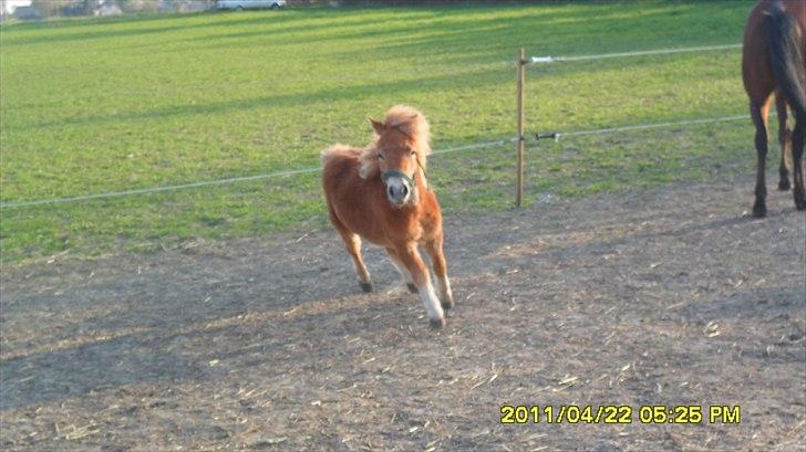 Shetlænder Fanta. billede 7