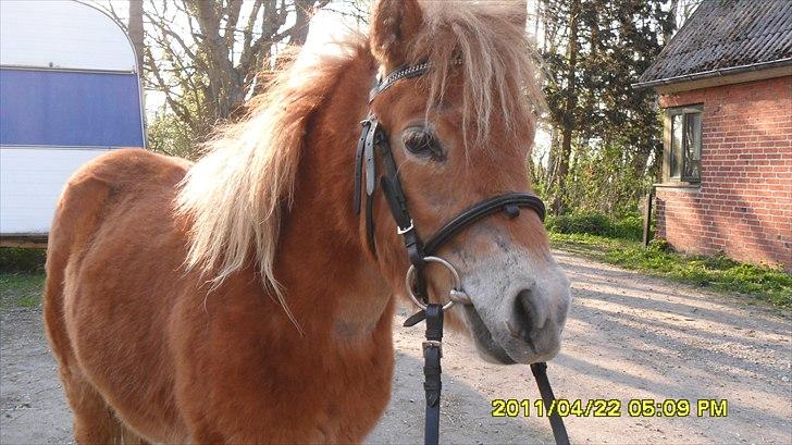 Shetlænder Fanta. - Lige kommet hjem og skal prøve den nye trense billede 1