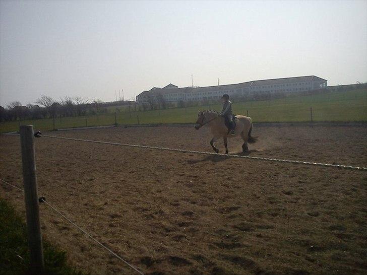 Fjordhest Stella<3 (Part)  - ene undervisning  det gik bare super billede 14