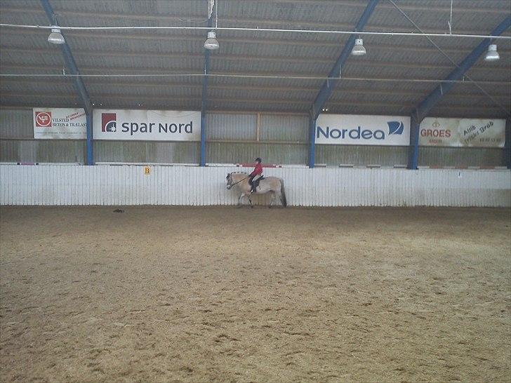 Fjordhest Stella<3 (Part)  - Stella,,,, billede 15