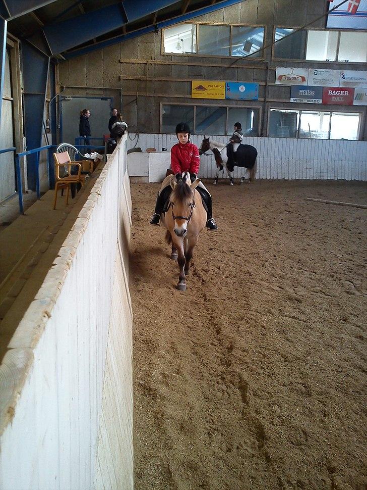 Fjordhest Stella<3 (Part)  - Ride ride ride.... billede 16