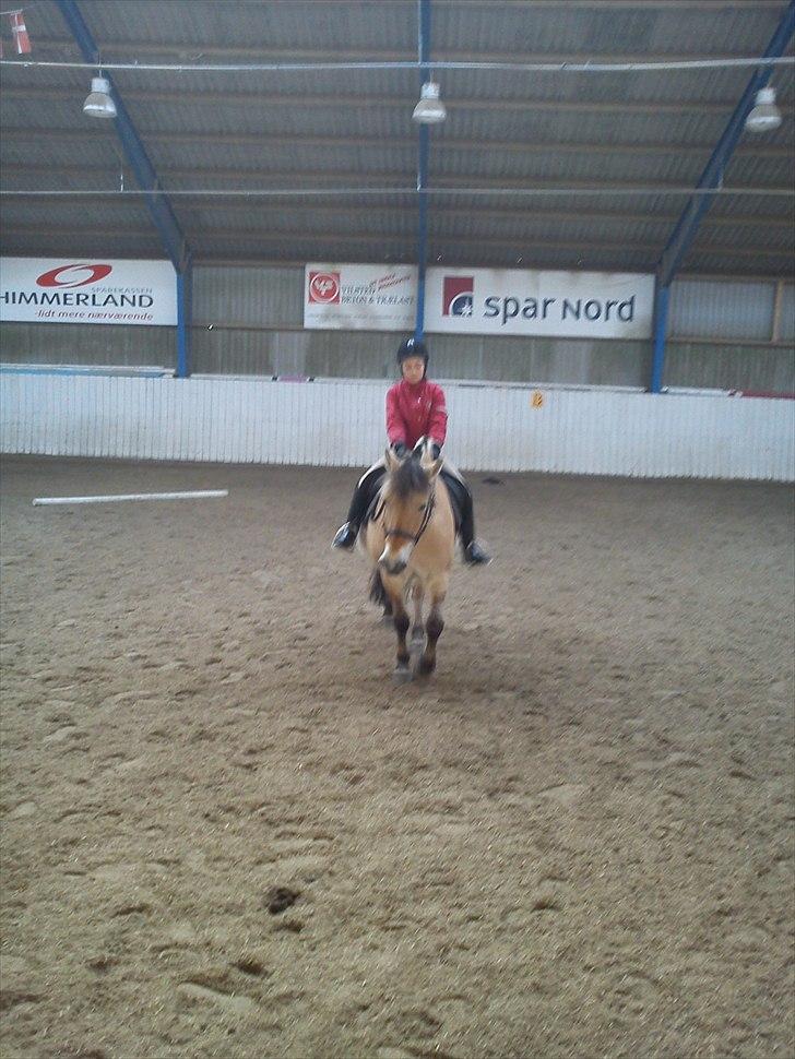 Fjordhest Stella<3 (Part)  - Pas på ;) billede 17