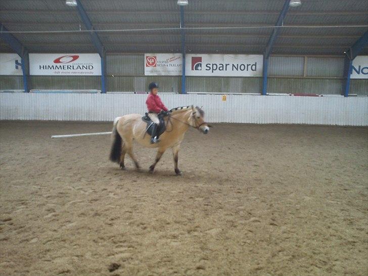 Fjordhest Stella<3 (Part)  - Lækre tyksak <3 billede 18