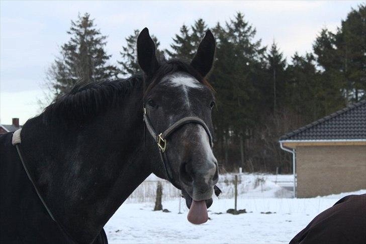 Anden særlig race Barnaby billede 14